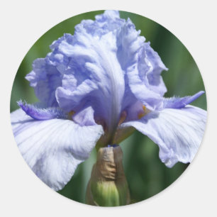 Sticker Rond Iris bleu