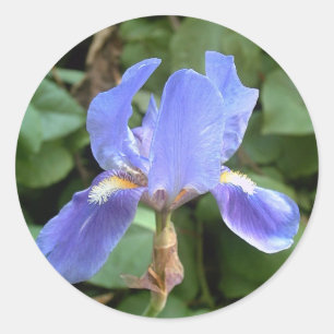 Sticker Rond Iris bleu 3