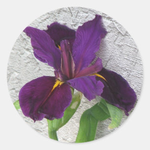 Sticker Rond Iris pourpre