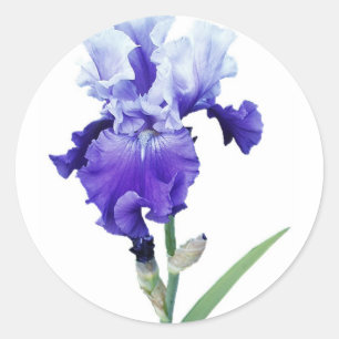 Sticker Rond iris pourpre