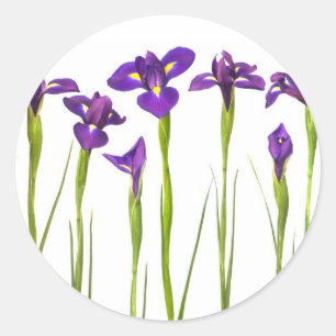 Sticker Rond Iris pourpres - modèle customisé par fleur d'iri