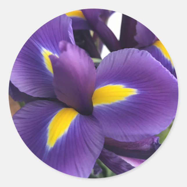 Sticker Rond Irises pourpres et jaunes (Devant)