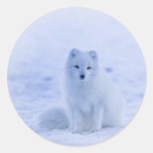 Sticker Rond Islande, renard arctique, renard
