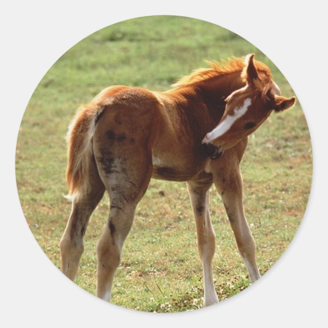 Sticker Rond Itchy Foal (Devant)