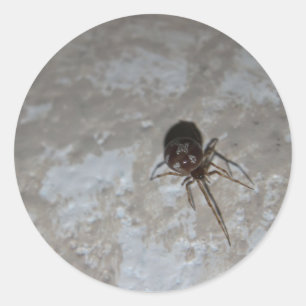 Sticker Rond Itsy Bitsy Spider #3