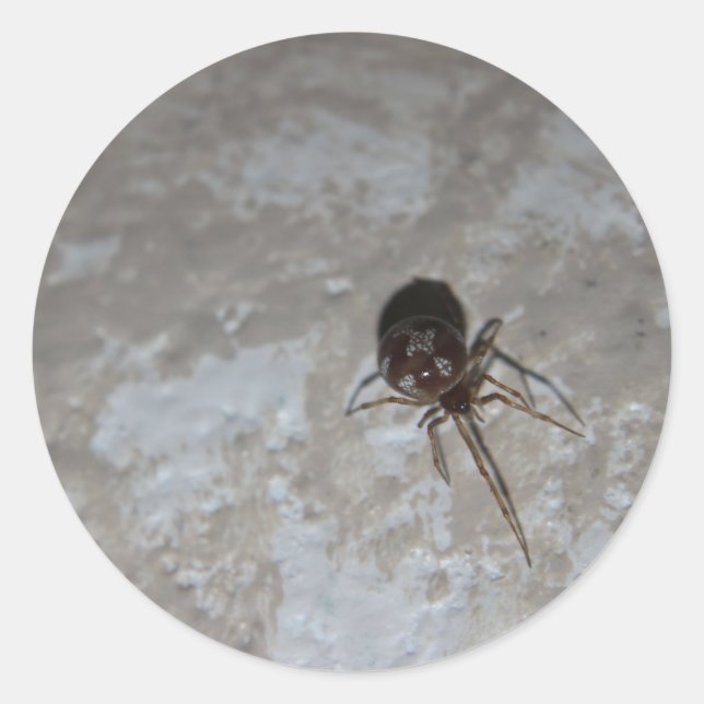 Sticker Rond Itsy Bitsy Spider #3 (Devant)