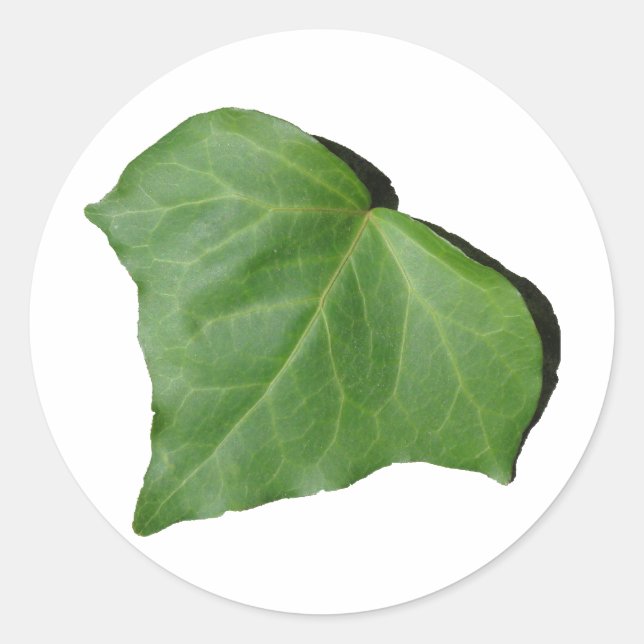 Sticker Rond Ivy Leaf (Devant)