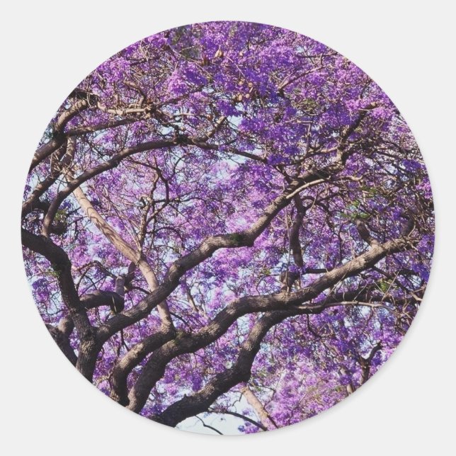 Sticker Rond Jacaranda dans les fleurs de printemps (Devant)