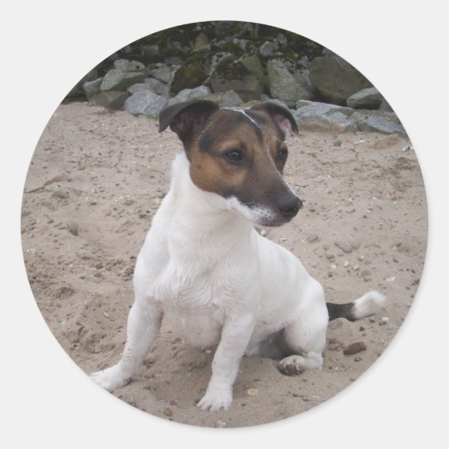 Sticker Rond Jack Russell klein Hund (Devant)