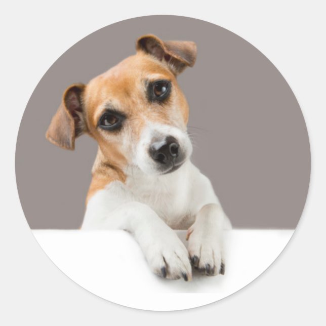 Sticker Rond Jack Russell Puppy Sweet Adorable Baby Jack (Devant)