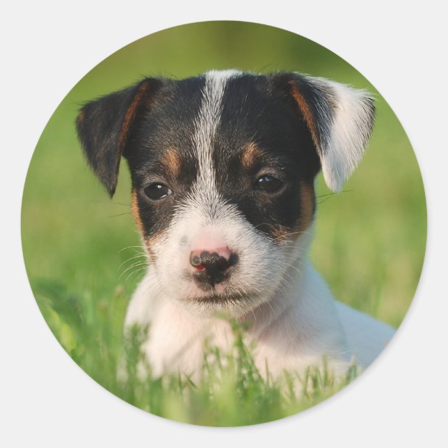 Sticker Rond Jack Russell Terrier puppy (Devant)