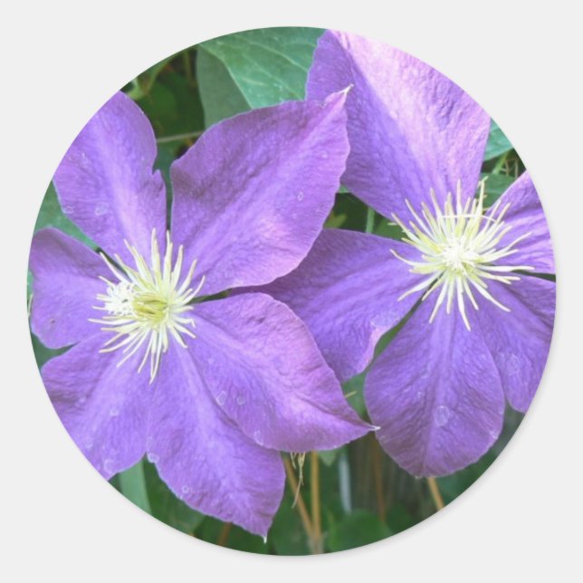 Sticker Rond Jackmanii Clematis (Devant)