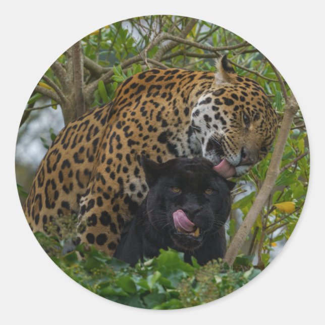 Sticker Rond Jaguars In Love (Devant)