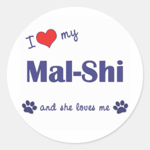 Sticker Rond J'aime ma CMA-Shi (le chien femelle)