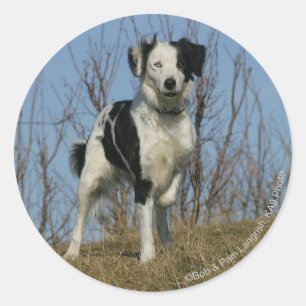 Sticker Rond Jambe de border collie augmentée