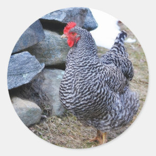 Sticker Rond Janet L'Autocollant De Poulet
