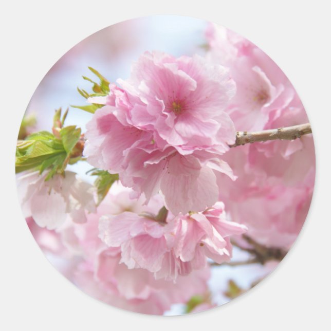 Sticker Rond Japanese cherry blossoms (Devant)
