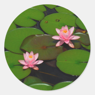 Sticker Rond Jardin de fleurs de laine d'eau de lotus rose,