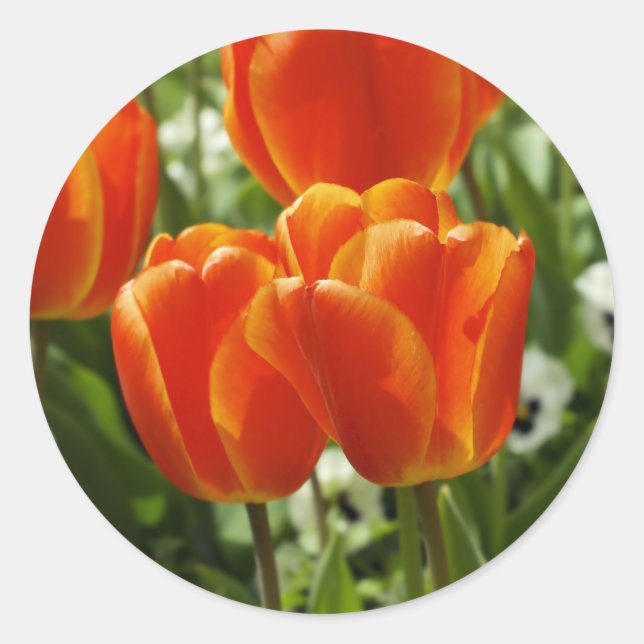 Sticker Rond Jardin de tulipes printanières (Devant)