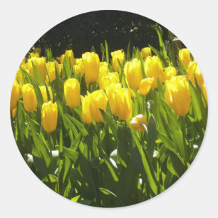 Sticker Rond Jardin des Tulipes Jaunes