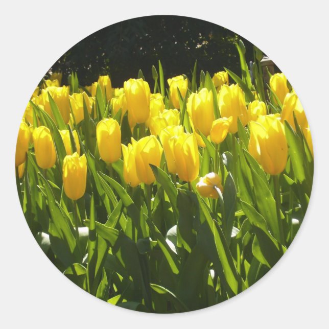 Sticker Rond Jardin des Tulipes Jaunes (Devant)