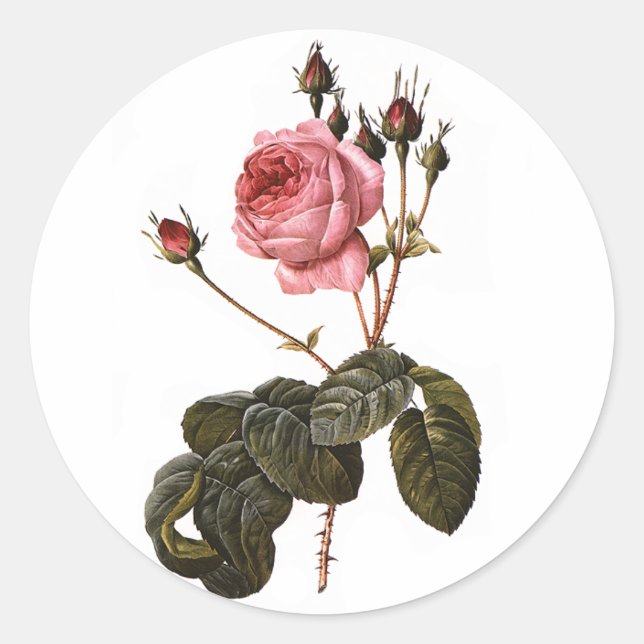 Sticker Rond Jardin rose vintage en fleurs (Devant)