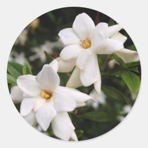 Sticker Rond Jasmin