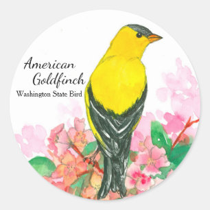 Sticker Rond Jaune américain d'oiseau de l'état de Washington