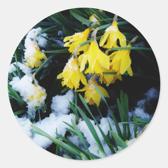 Sticker Rond Jaune Daffodils fleurs dans la neige (Devant)