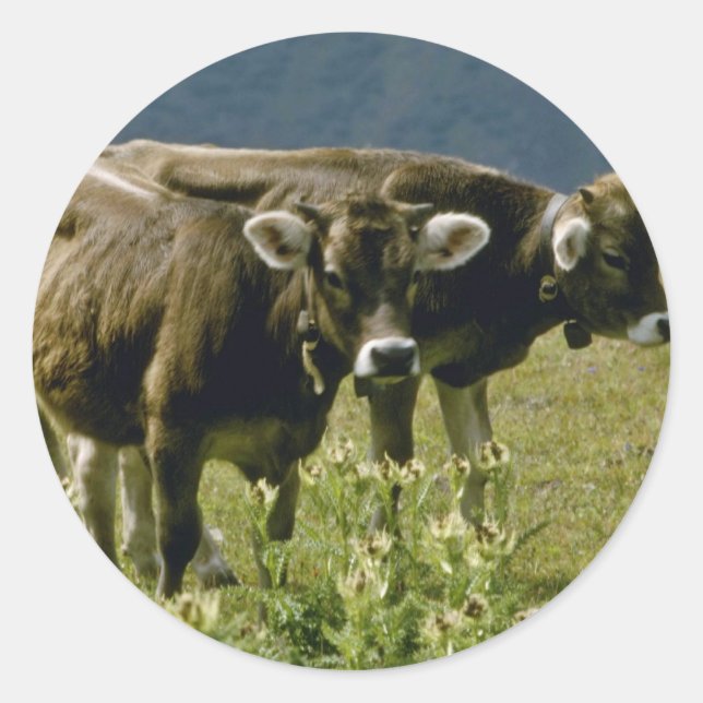Sticker Rond jaune Deux vaches fleurs (Devant)