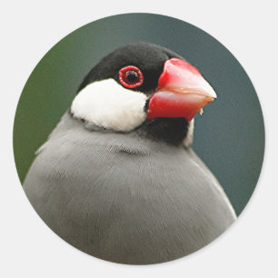 Sticker Rond Java Finch