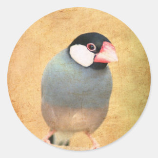 Sticker Rond Java Sparrow