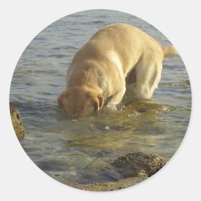 Sticker Rond Je déteste les lundis - Labrador avec la tête sous (Devant)