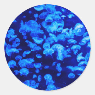 Sticker Rond Jellyfish, Sea Animals, Sea Life, Ocean Animaux