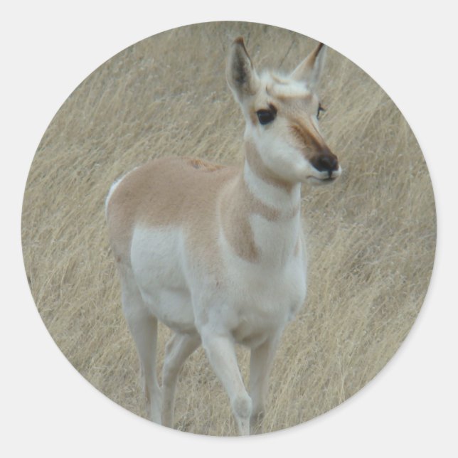 Sticker Rond Jeune antilope d'Amérique A17 (Devant)