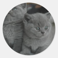 jeune chaton animal familier ronronnement miaou mi