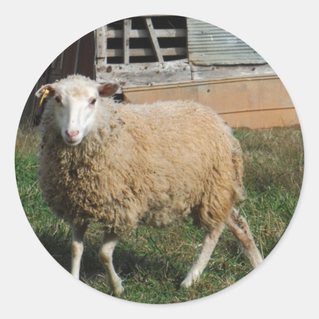 Sticker Rond Jeune mouton blanc sur la ferme (Devant)