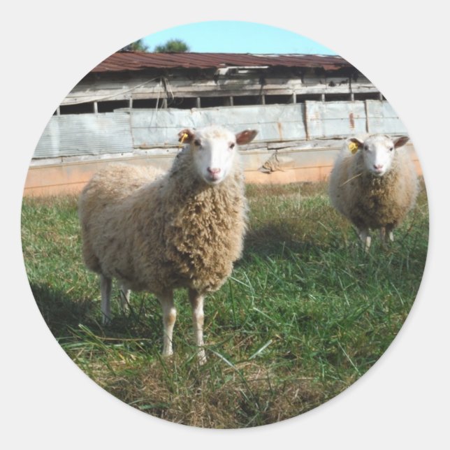 Sticker Rond Jeune mouton blanc sur la ferme (Devant)