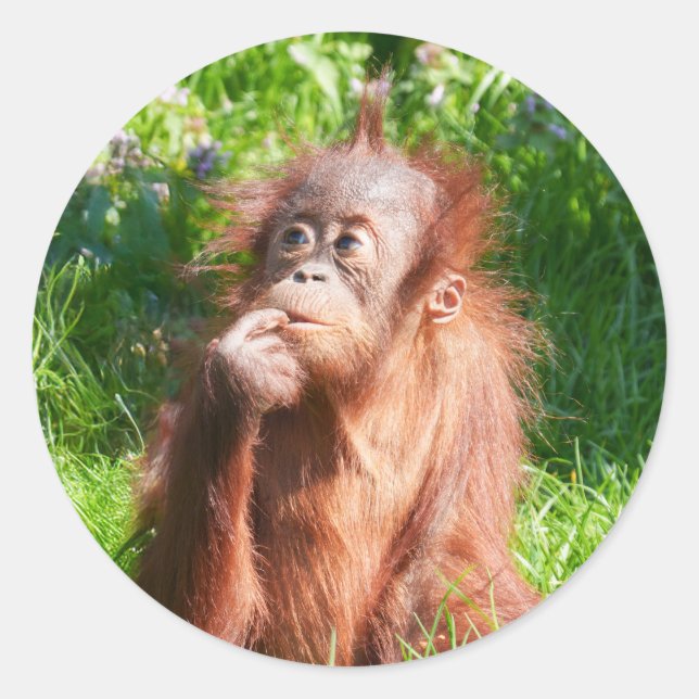 Sticker Rond Jeune Orangutan profondément dans la pensée (Devant)