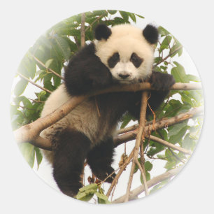 Sticker Rond Jeune panda géant.