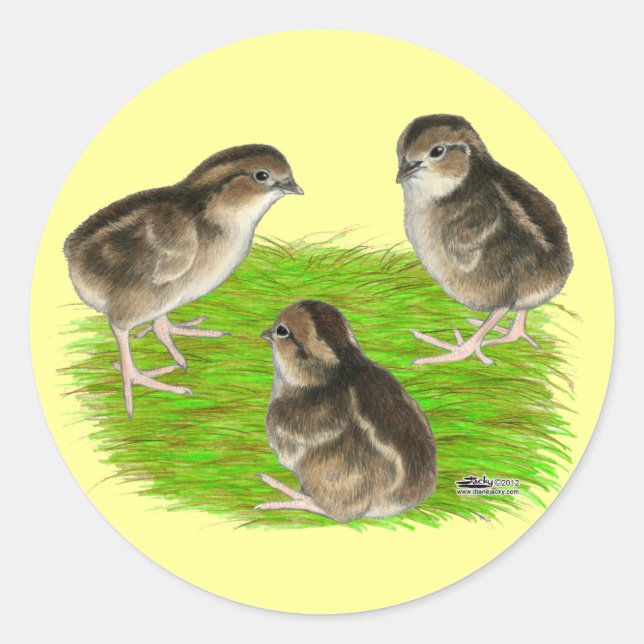 Sticker Rond Jeunes cailles de Bobwhite (Devant)