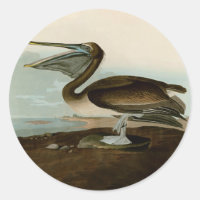 John James Audubon Peinture Pélicane Brown