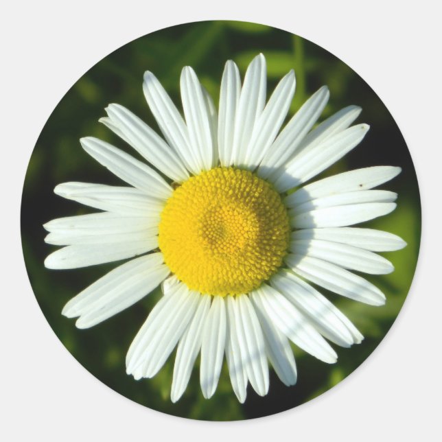 Sticker Rond Joie de Marguerite (Devant)