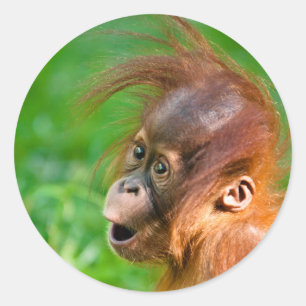 Sticker Rond Joli bébé orangoutan