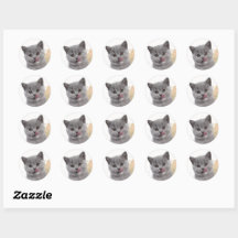 Joli chat