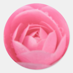 Sticker Rond Joli chevalet à fleurs de Camellia rose