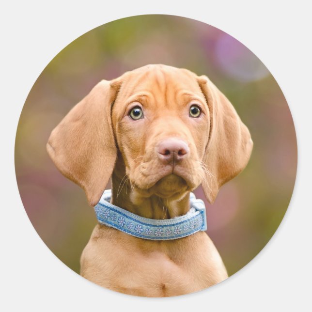 Sticker Rond Joli chiot hongrois Vizsla Chien Chien Photo - (Devant)