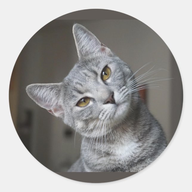 Sticker Rond Joli Curieux Chat Gris Tigré Chatons (Devant)