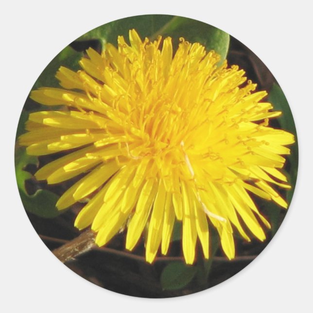Sticker Rond Joli Dandelion (Devant)