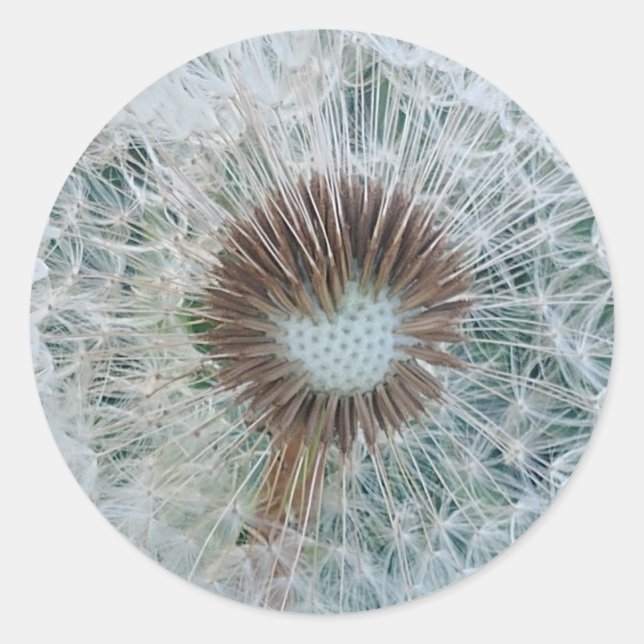 Sticker Rond Joli Dandelion blanc (Devant)